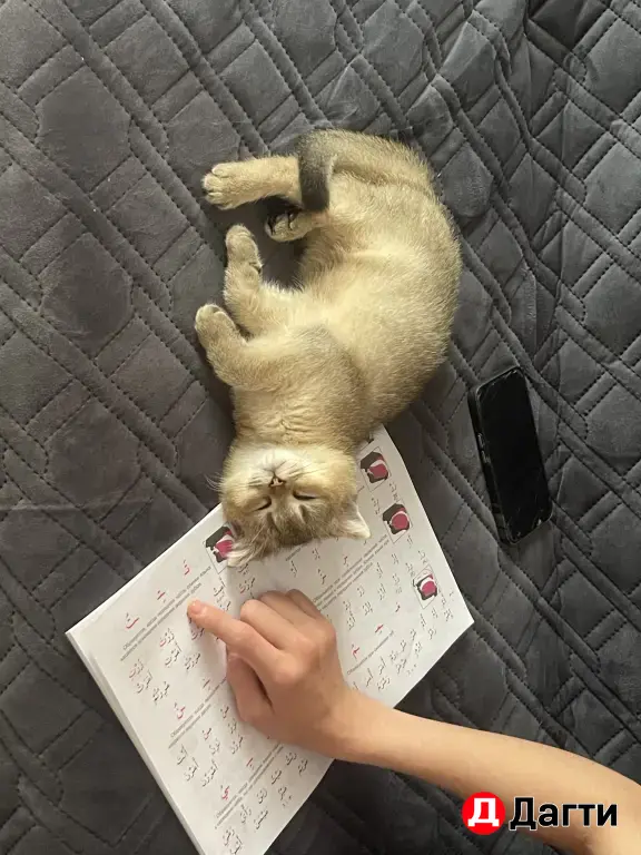 Шиншилла мальчик .