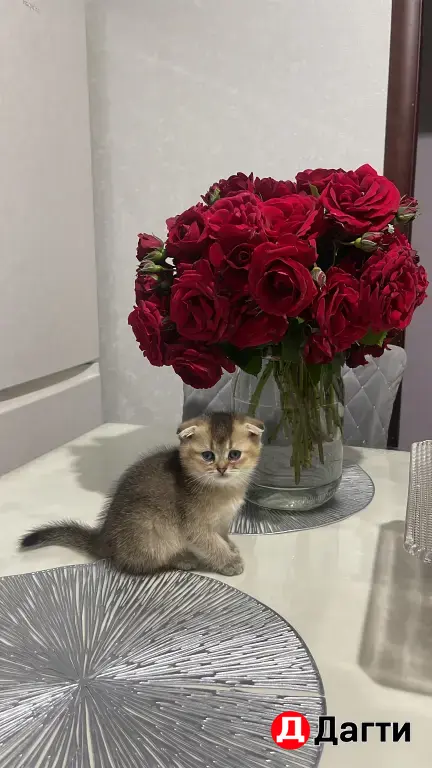 Шиншилла мальчик .