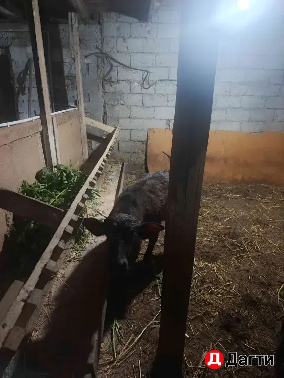 буйвол буйволенки