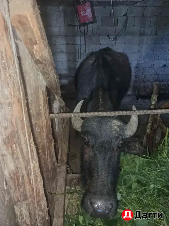 буйвол буйволенки