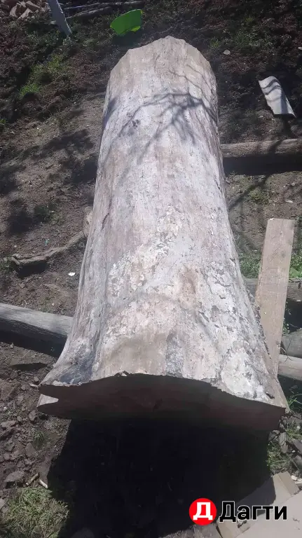 орех кругляк сухая