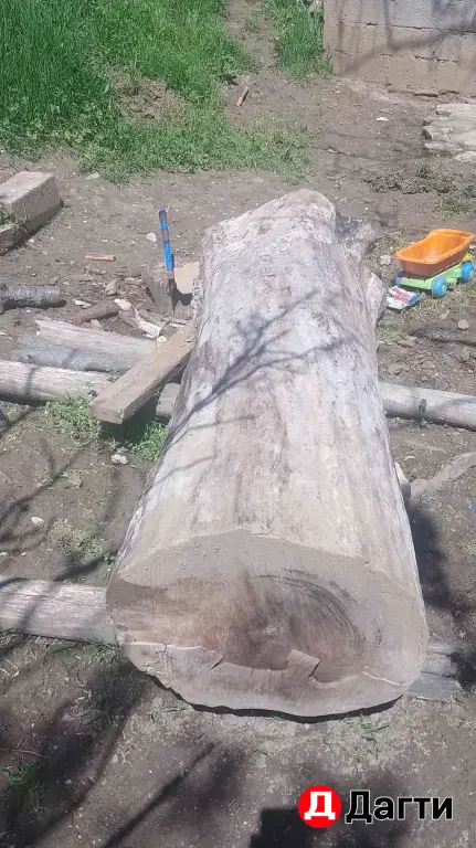 орех кругляк сухая