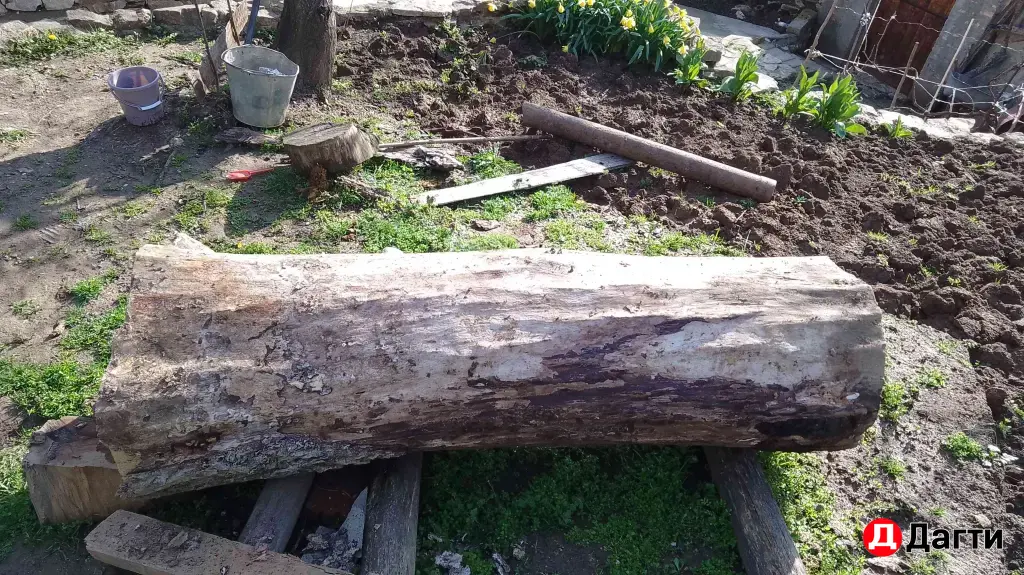 орех кругляк сухая