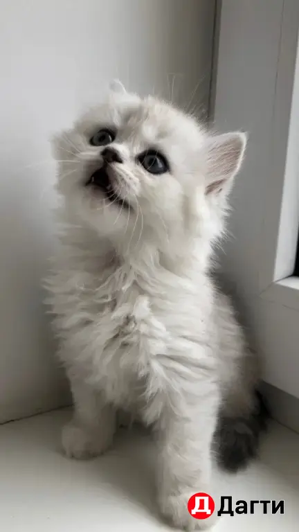 шотландские котята