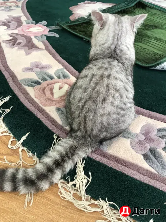 шотландские котята