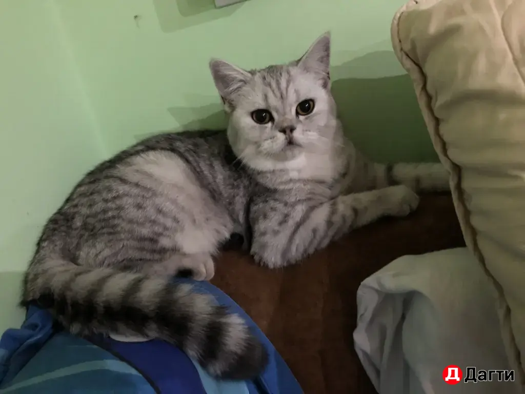 шотландские котята