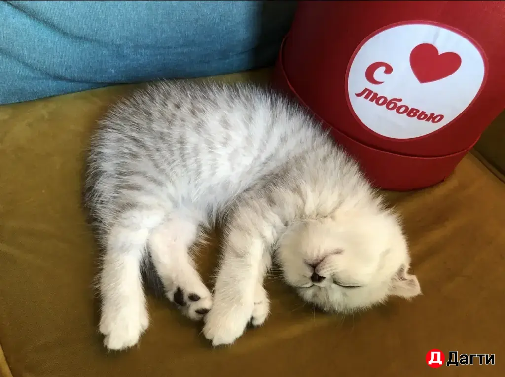 шотландские котята
