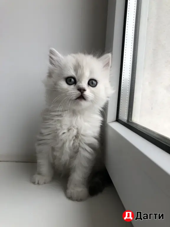 шотландские котята
