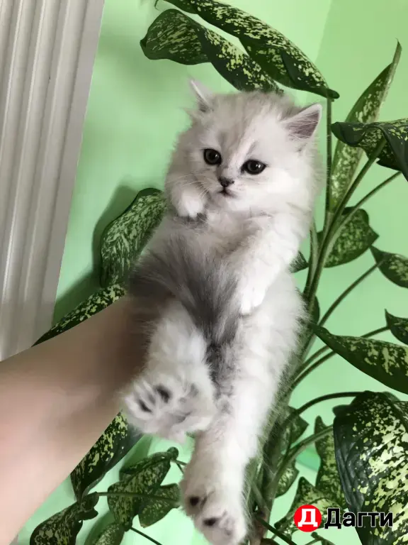 шотландские котята