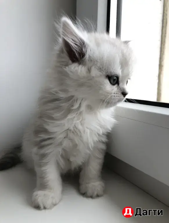 шотландские котята