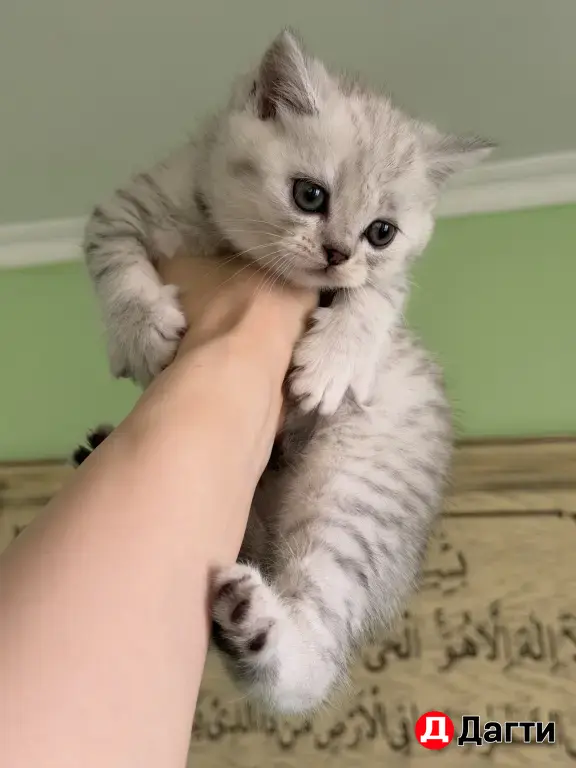 шотландские котята