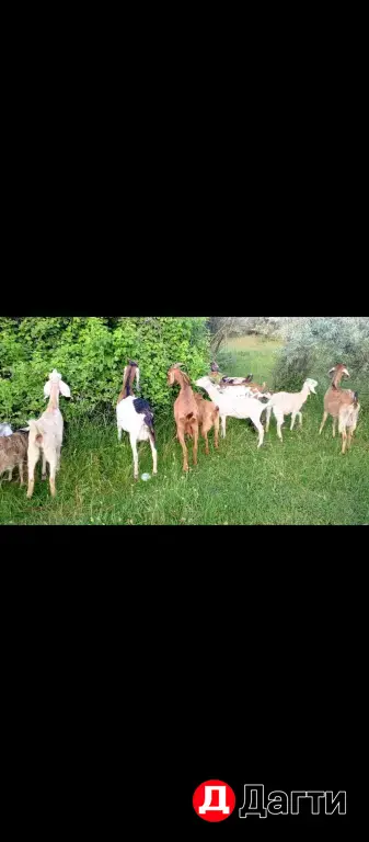 нубийские козы