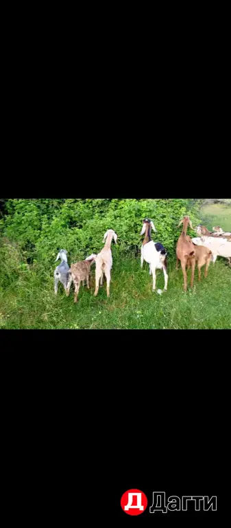 нубийские козы