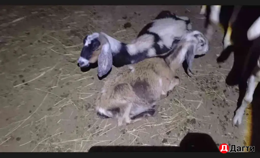 нубийские козы