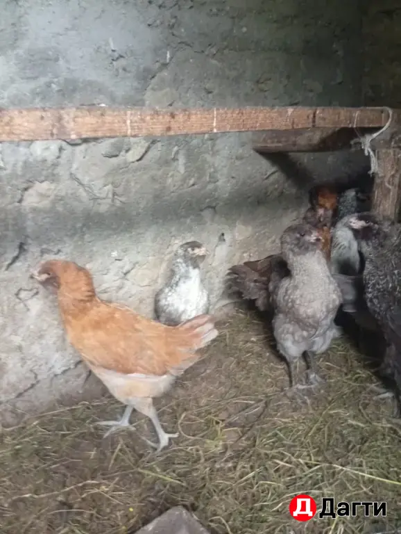 курицы породистые