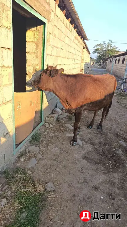 Корова двойная молочная