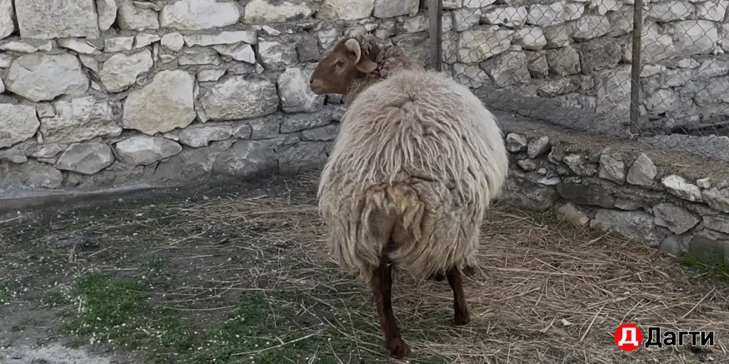 продается баран