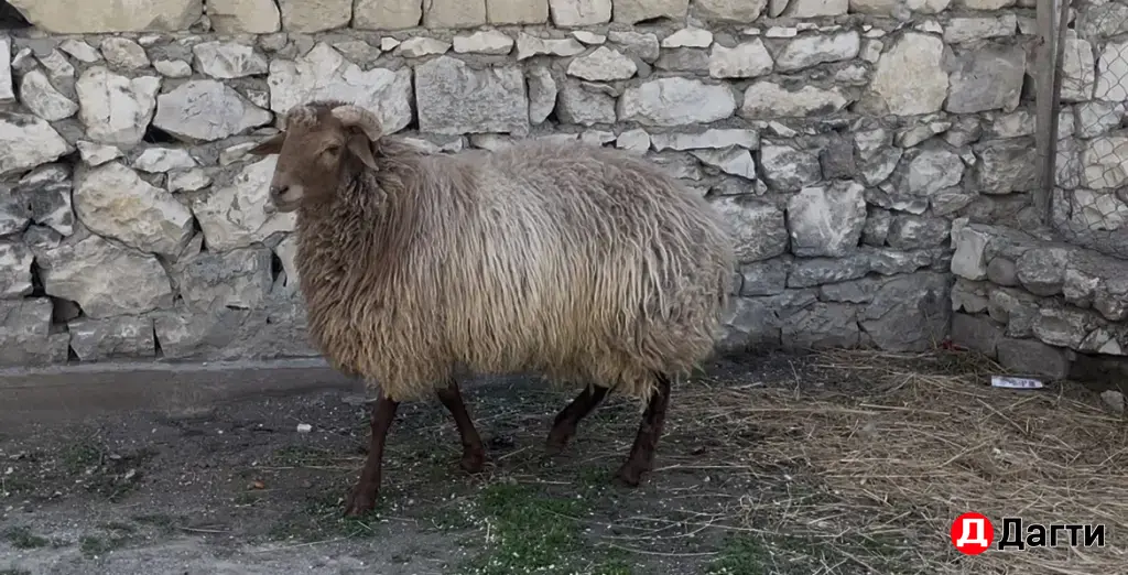 продается баран