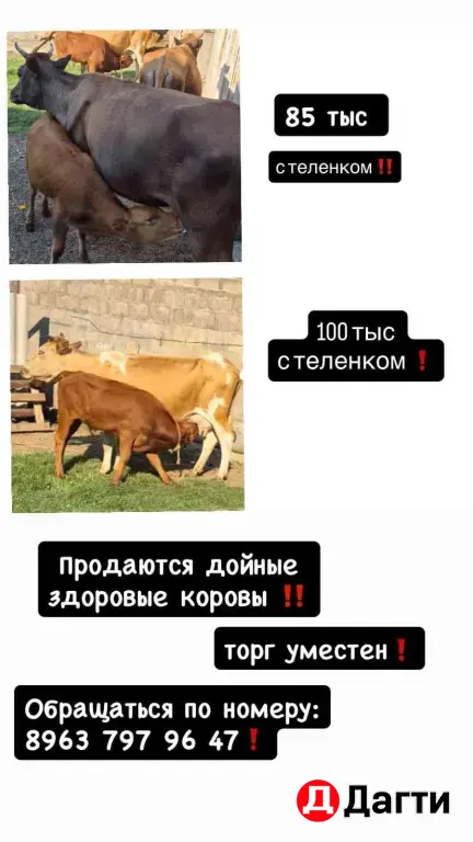коровы с телятами