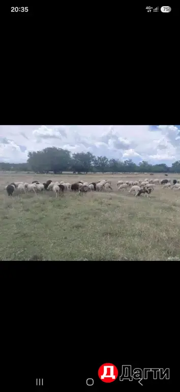 Матки Ягнята