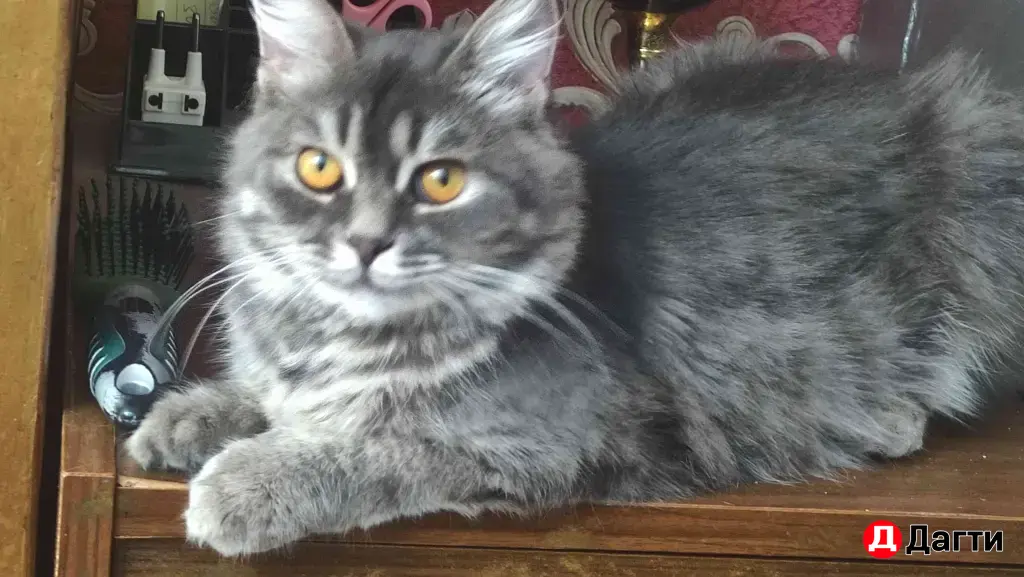 Бенгальская кошка