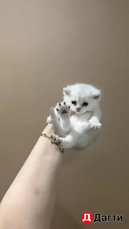 котята шиншиллы