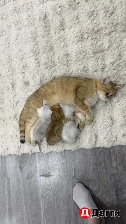 котята шиншиллы