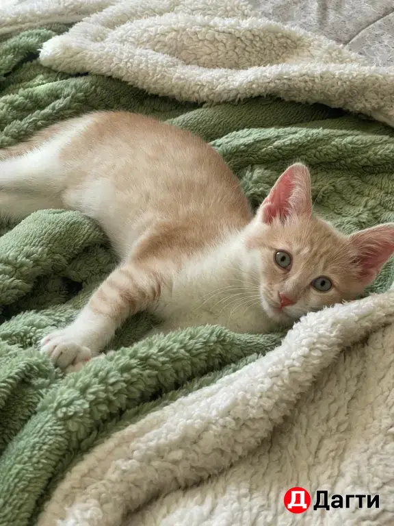 Котенок в добрые руки