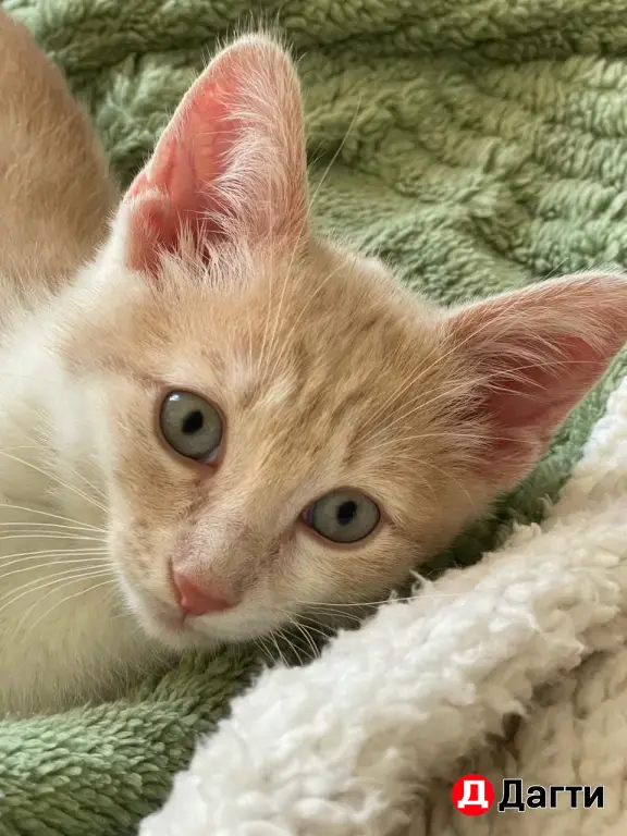 Котенок в добрые руки