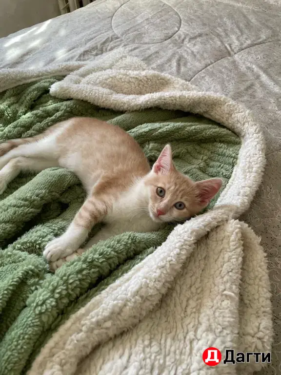 Котенок в добрые руки