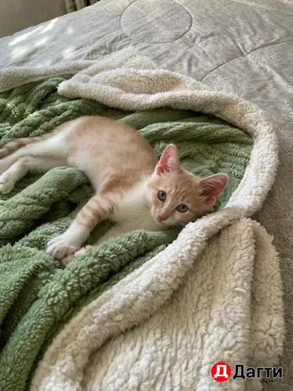 Котенок в добрые руки