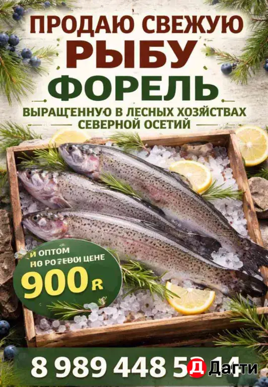 Свежая рыба форель
