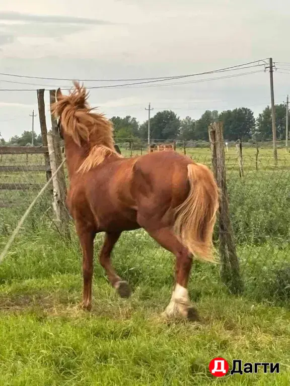 Жеребец Буденовский