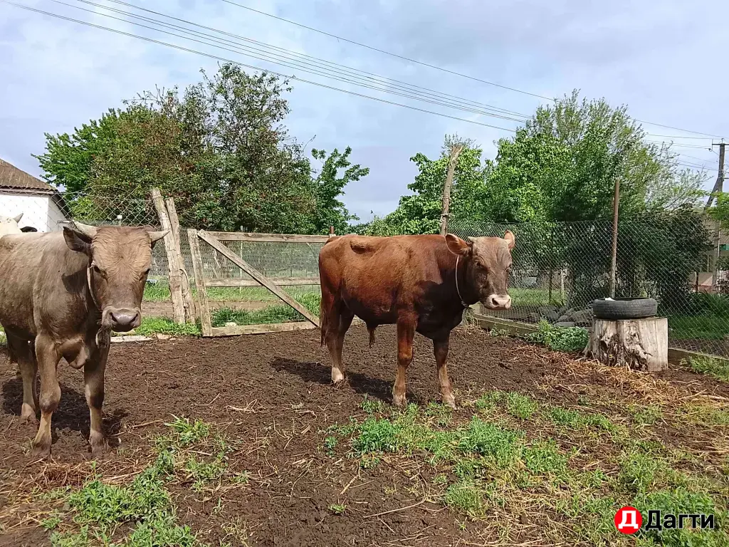 продажа бычков