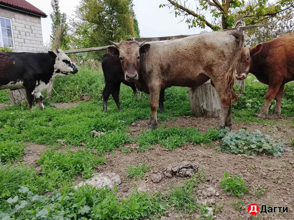продажа бычков