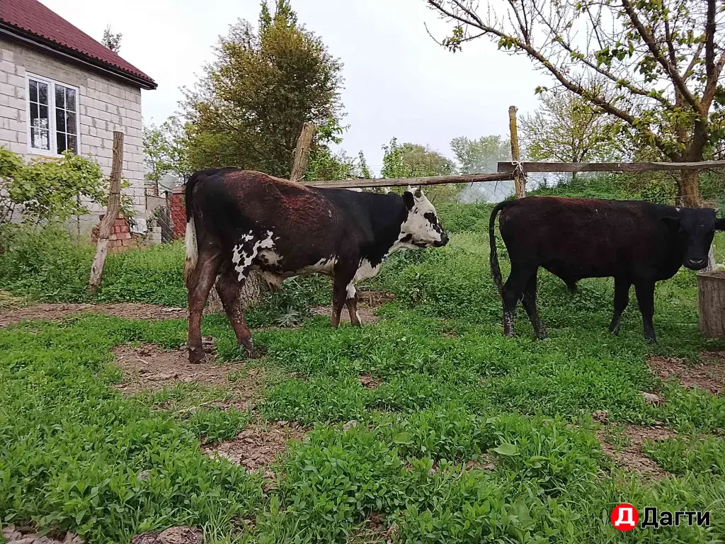 продажа бычков