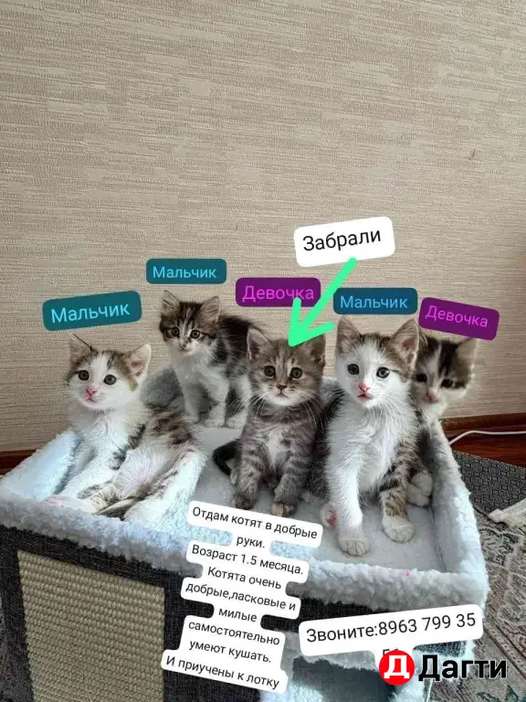 Отдам катят в добрые руки