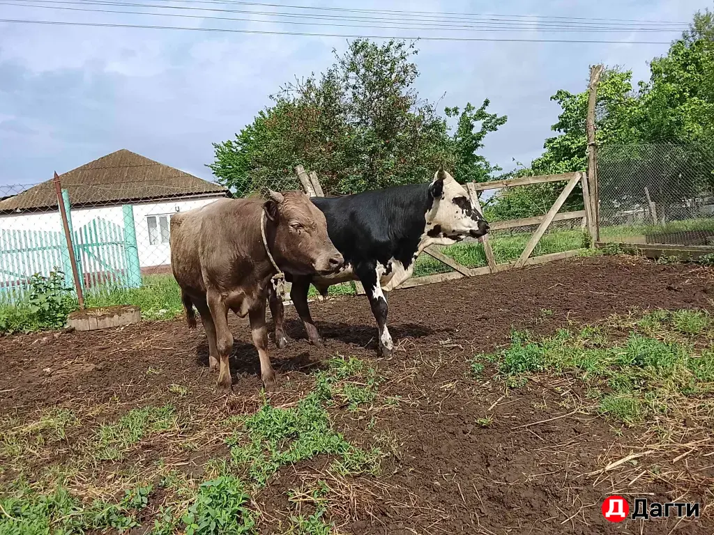 продажа бычков