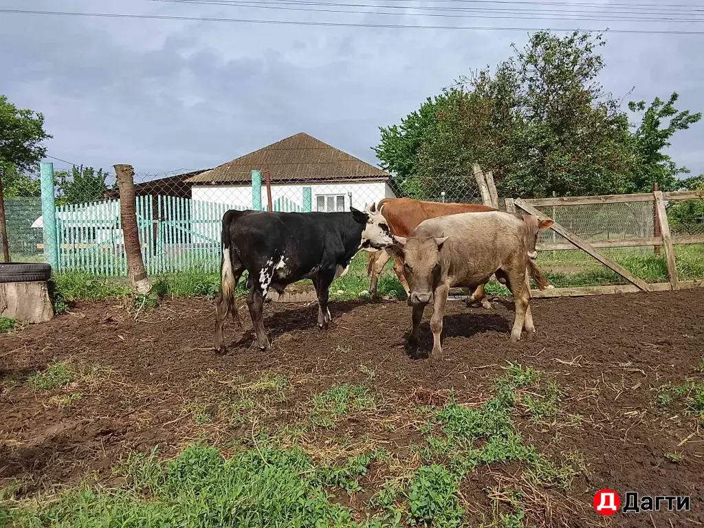 продажа бычков
