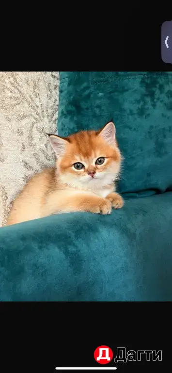 котёнок золотая шиншилла