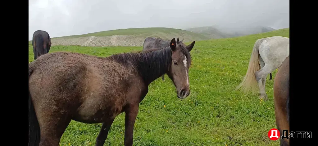 лошади жеребята
