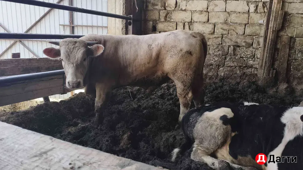 Шароле на племя