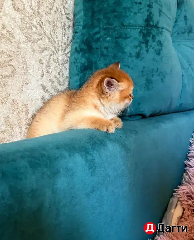 котёнок золотая шиншилла