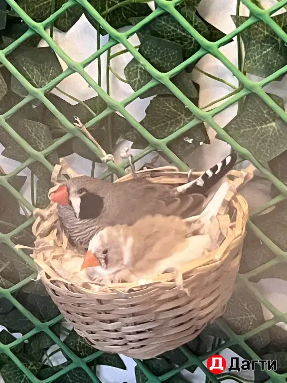 Амадины Зебровые