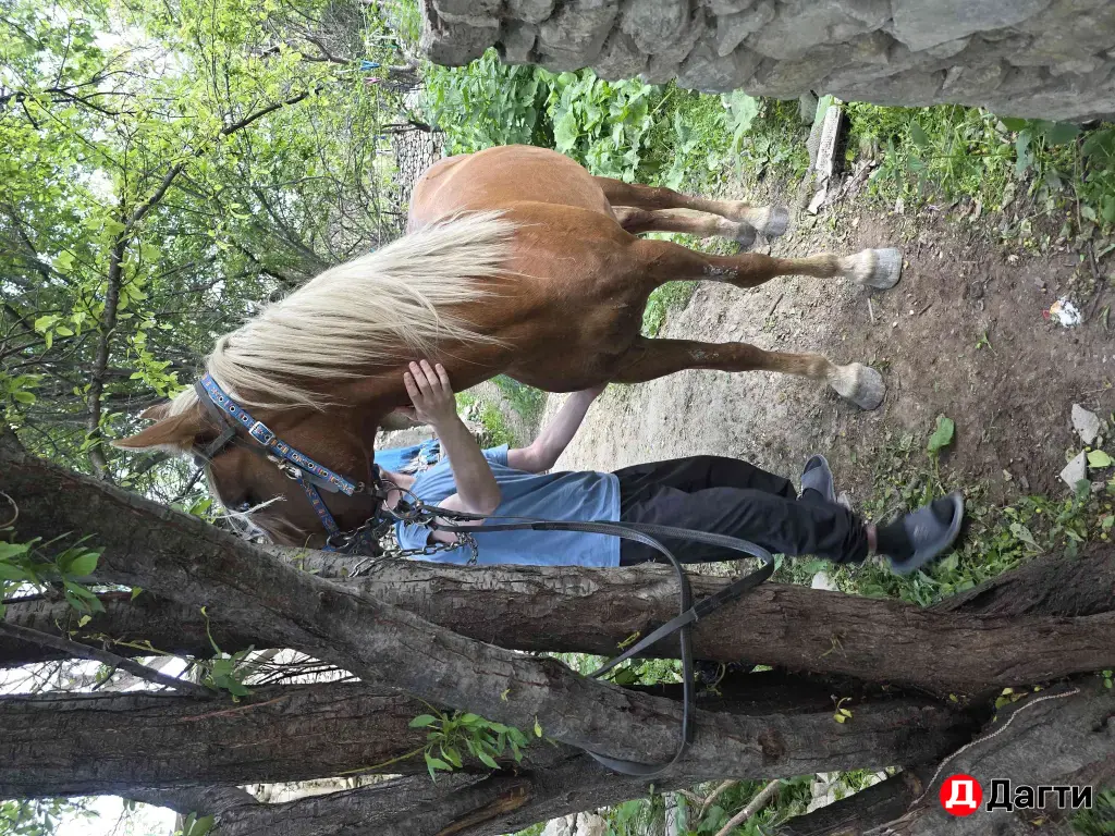 лошадь жеребец 🐎