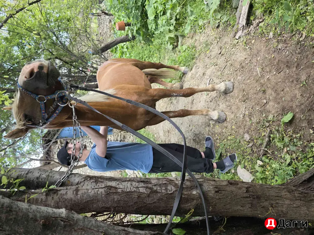 лошадь жеребец 🐎