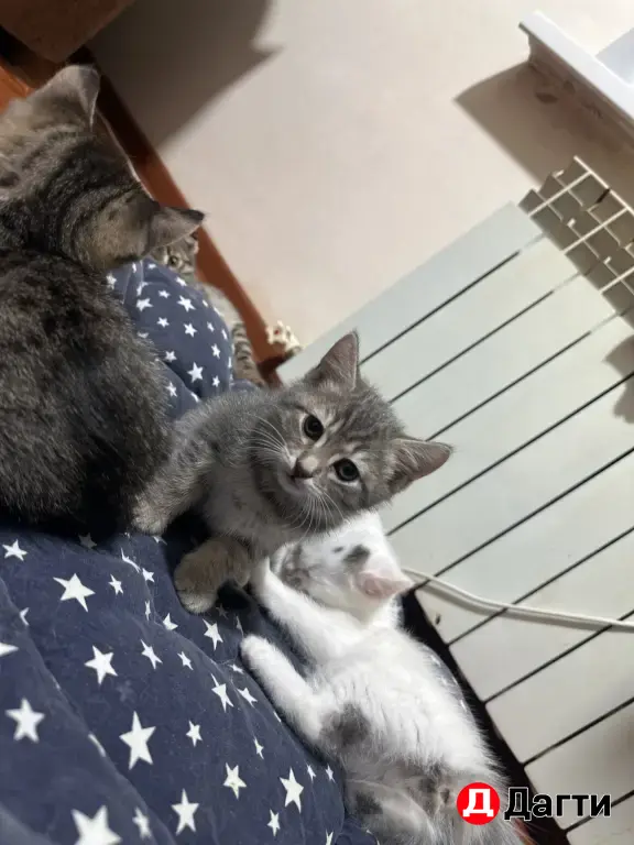 Котята в добрые руки