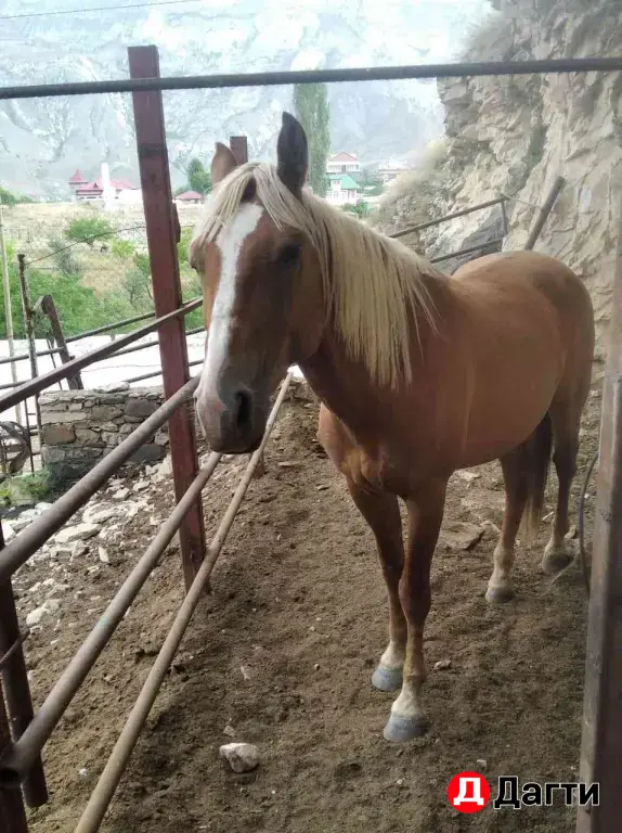 лошадь жеребец 🐎