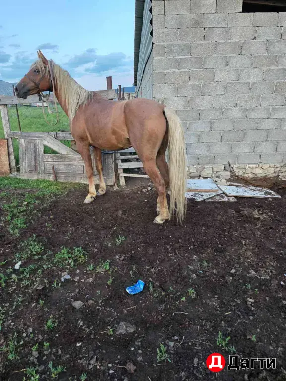 лошадь жеребец 🐎