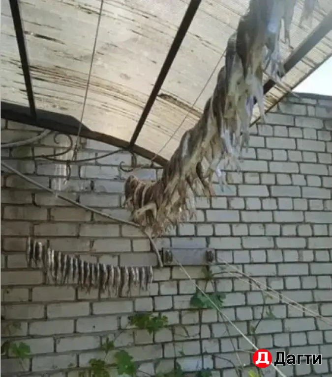 Рыба Вобла Сушенная